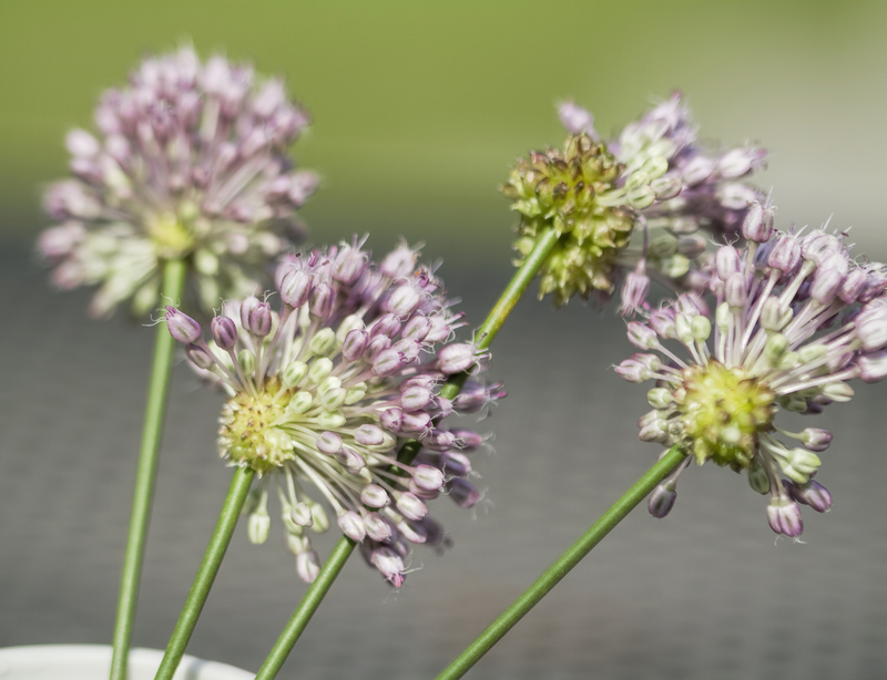 garden design garden care