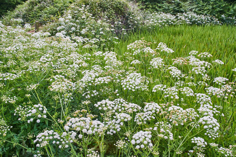 garden design Garden