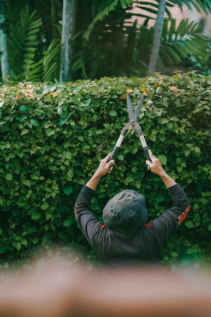 A person wearing a dark long-sleeved shirt and a grey bucket hat is trimming a dense, well-maintained hedge with a pair of sharp pruning shears. The hedge consists of small, rounded green leaves and runs horizontally across the image, forming part of a garden landscape. Behind the hedge, there is lush tropical foliage with large, broad leaves, creating a vibrant and verdant backdrop. The ground is partly visible, showing dark soil and a neatly defined garden bed. The scene is illuminated by natural light, highlighting the rich textures of the leaves and the tools in use. This outdoor garden maintenance activity exemplifies precise hedge trimming, and the overall environment reflects a healthy, carefully tended garden space. The image is associated with Gardeners Enfield and their landscaping work, showcased clearly on the webpage detailing same day gardeners EN1 EN2 availability and real cost.