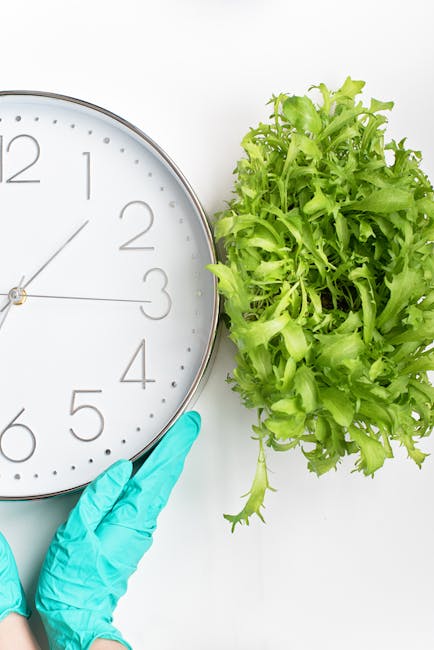 A close-up view of a wrist wearing a turquoise gardening glove, gently holding a modern white clock with black numerals and hands, placed beside a lush, vibrant green lettuce plant with ruffled leaves. The background is plain white, highlighting the contrast between the clock and the fresh vegetable. The scene suggests careful timing and planning in garden maintenance or harvesting, evoking themes of efficient gardening work or landscape management by Gardeners Enfield, tailored to their same-day service availability and real costs for gardening in the EN1 and EN2 areas.
