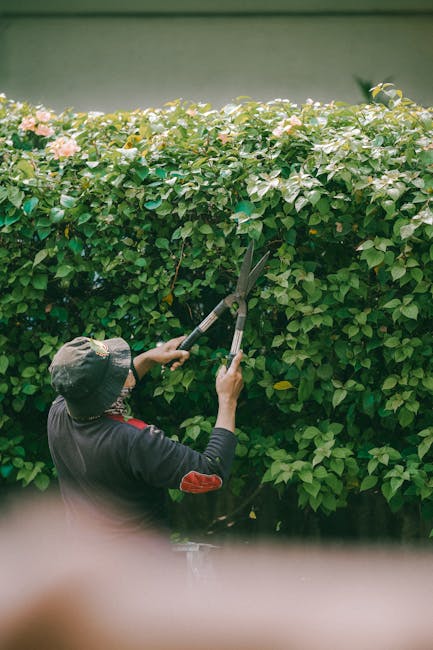A gardener wearing a wide-brimmed hat and dark clothing is trimming a dense, green hedge with pruning shears, focusing on shaping the foliage. The hedge features small, glossy leaves and delicate pink flowers interspersed throughout. The garden appears well-maintained, with a neat layout that includes the trimmed hedge as a boundary or decorative element. Bright outdoor lighting illuminates the scene, highlighting the textures of the fresh, cut leaves and the tools used. The background is blurred but suggests a tidy garden space, indicative of professional gardening work by Gardeners Enfield, who specialise in garden maintenance and landscaping in Enfield Town.