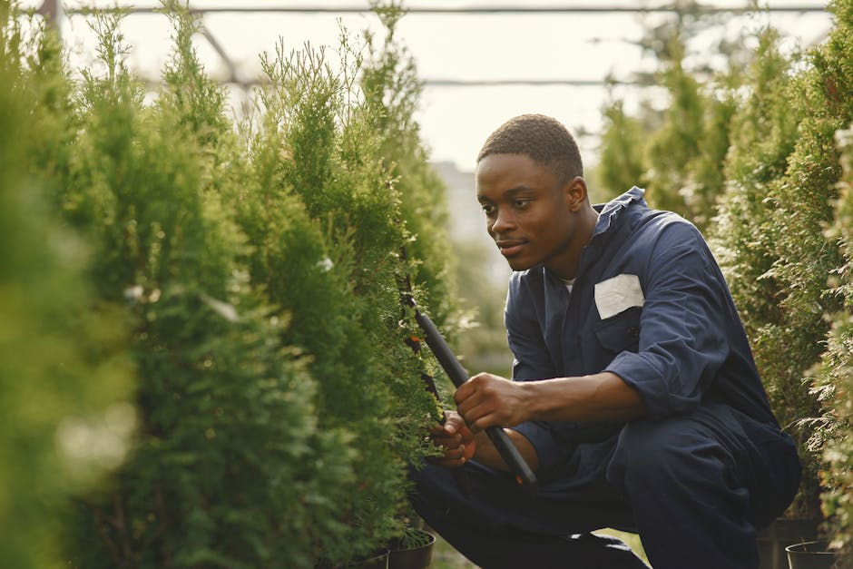 A young man with dark skin and short hair is kneeling among lush, green hedge plants in an outdoor garden setting. He is wearing a navy blue work uniform with a white pocket, and is carefully trimming the hedge with pruning shears. The hedge consists of dense, leafy foliage with small, white flowers, and the soil beneath appears moist and well-maintained. In the background, there are more trimmed shrubs and trees, and the scene is illuminated by natural daylight, suggesting a bright, overcast day. This image illustrates garden maintenance and hedge trimming effort, with tools like the pruning shears clearly visible, and the layout features a neat row of hedges bordering a garden bed. The setting reflects a professional landscaping work environment, as performed by Gardeners Enfield.